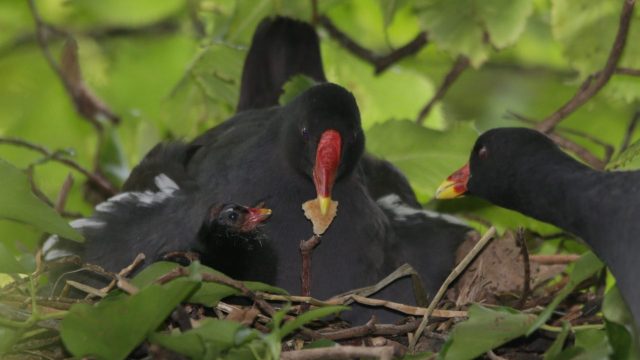 Moorhens