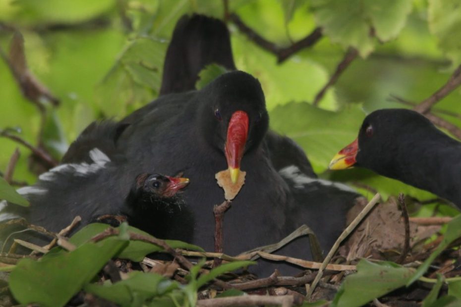 Moorhens