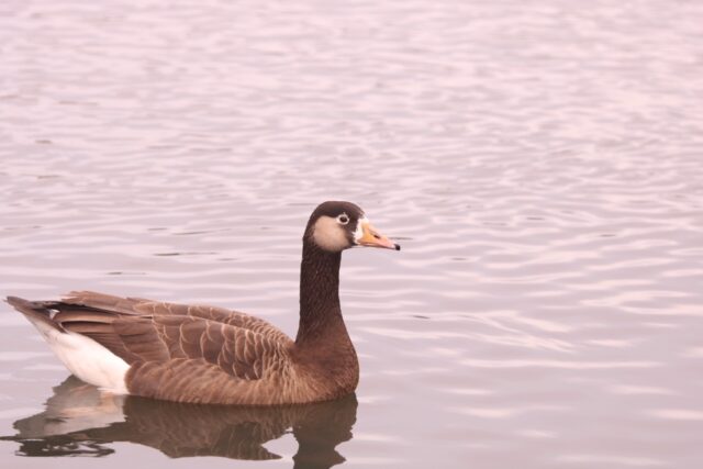 Goose