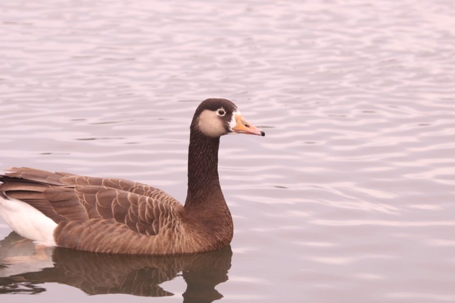 Goose
