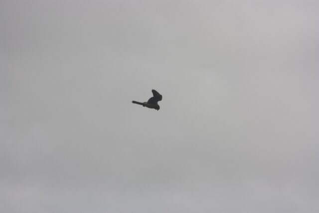 Kestrel