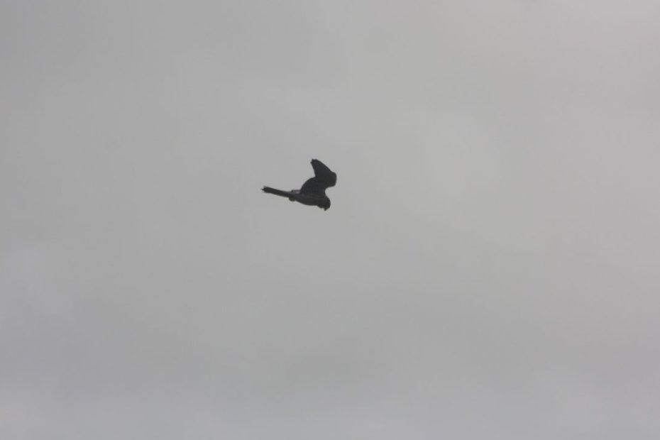 Kestrel