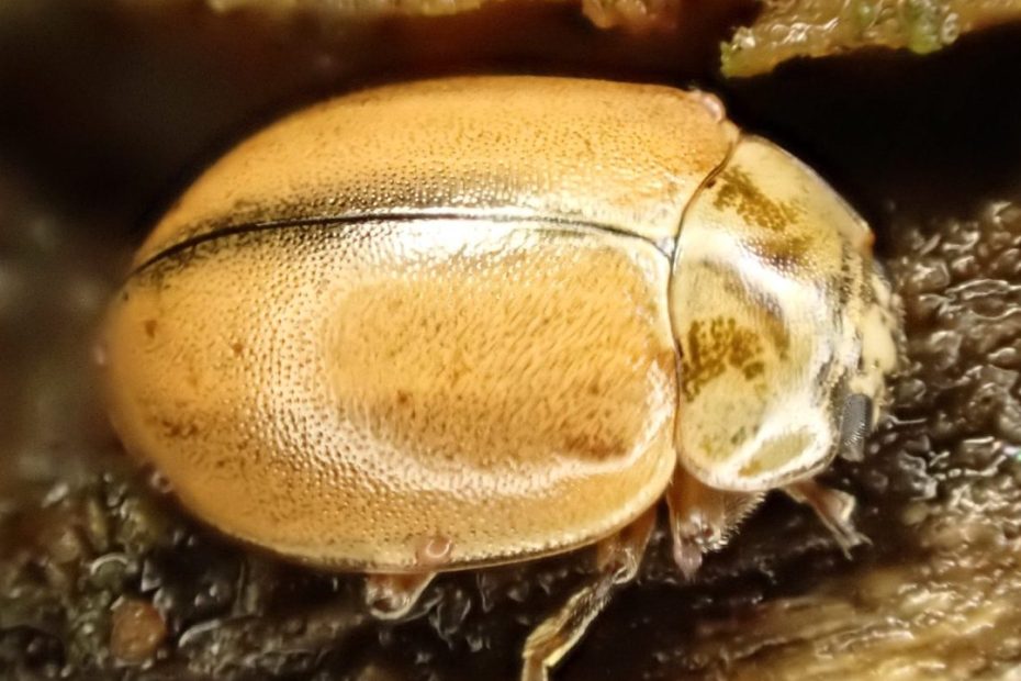 Larch ladybird