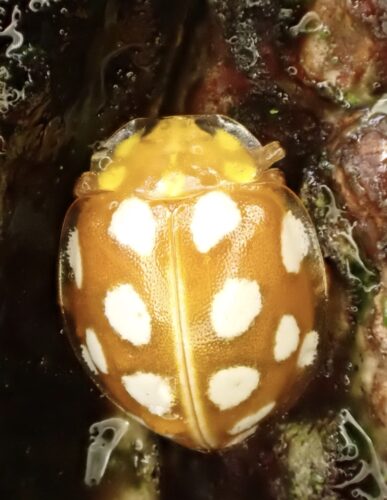 Orange ladybird