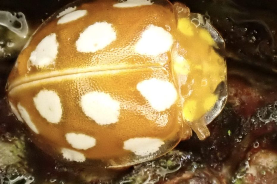 Orange ladybird