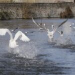 Swans beginning to fly