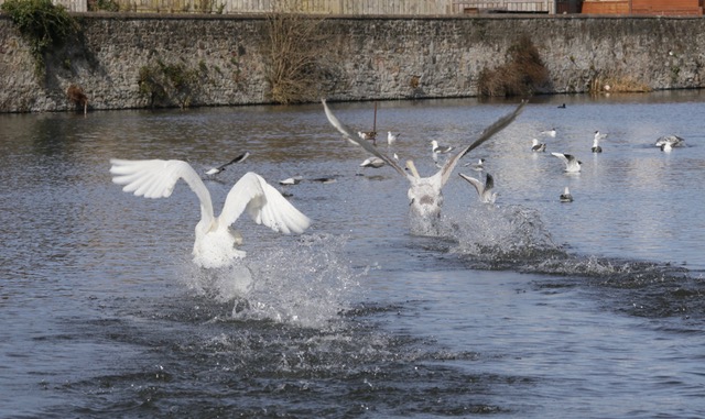 Swans beginning to fly