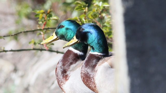 Mallards
