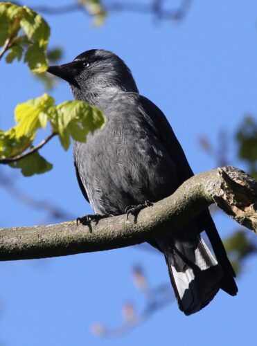 Jackdaw
