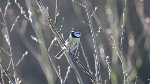 Blue Tit