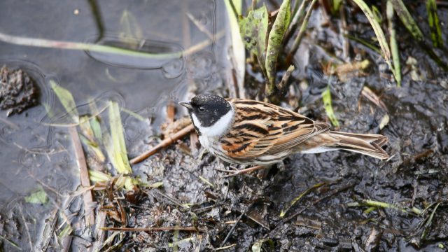 Reed bunting