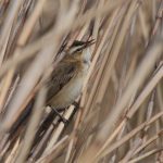 Sedge Warbler