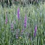 Purple Loosestrife