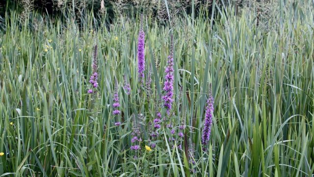 Purple Loosestrife