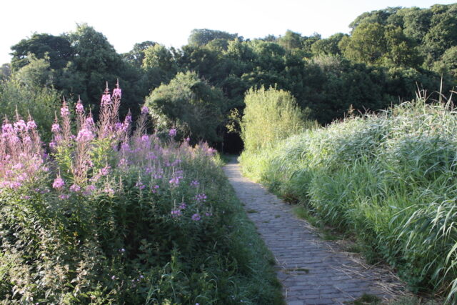 Rosebay Willowherb