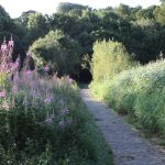 Rosebay Willowherb