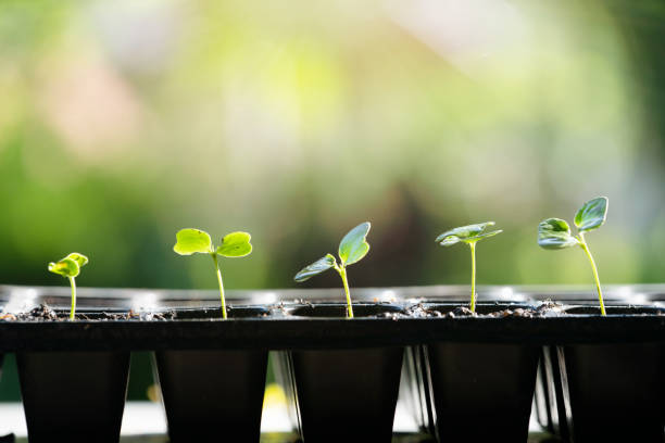 Seeds germinating at home