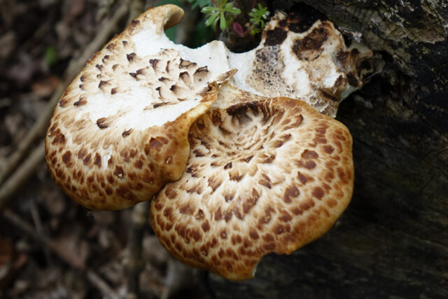 Fungi Walk
