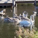 Swans Nov25