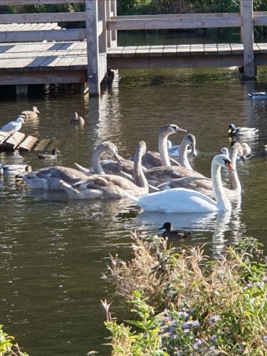 Swans Nov25