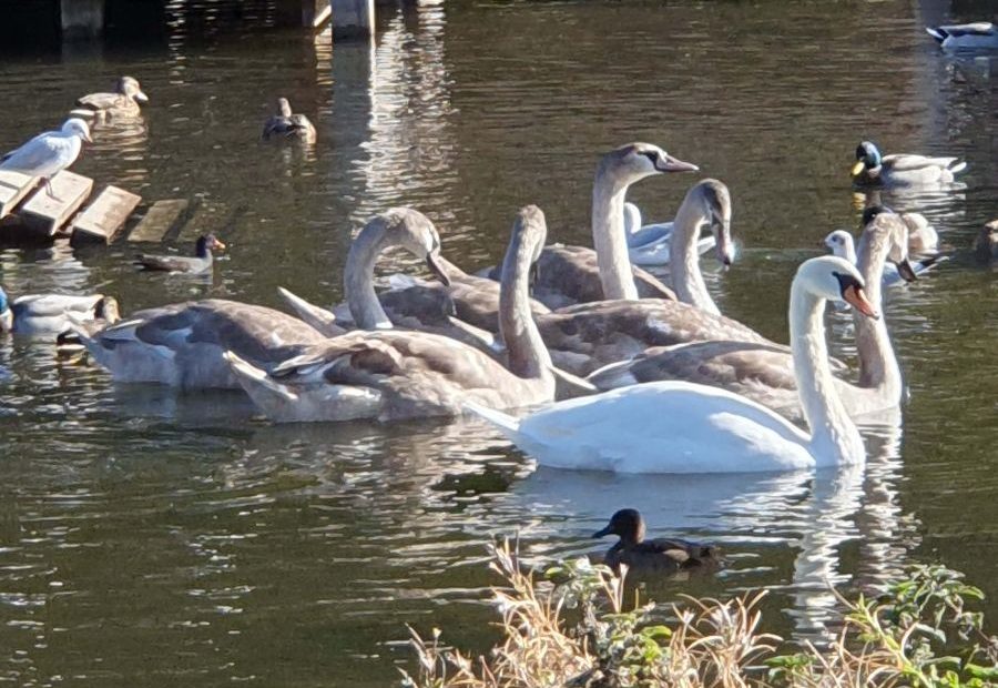 Swans Nov25