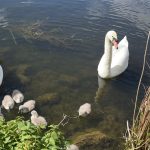 Swans