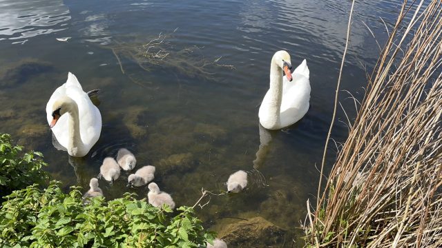 Swans