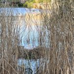 Swan nesting