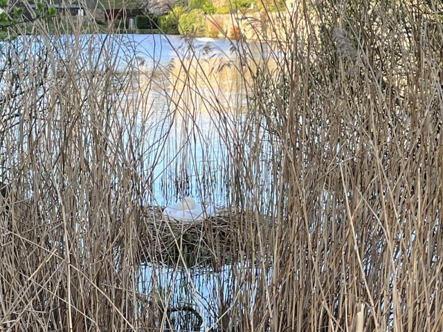Swan nesting