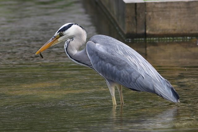 Heron