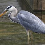 Heron