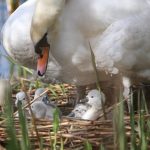 Swan with new cygnets