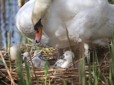 Swan with new cygnets