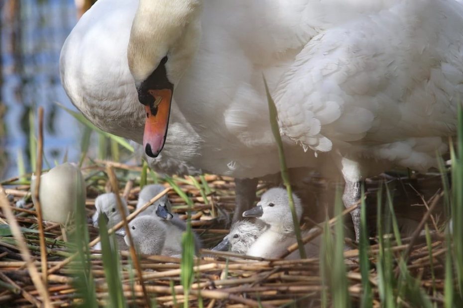 Swan with new cygnets