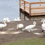 Swan visitors