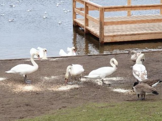 Swan visitors