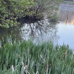 Heron