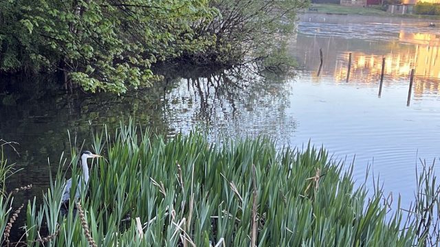 Heron