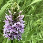 Common Spotted Orchid
