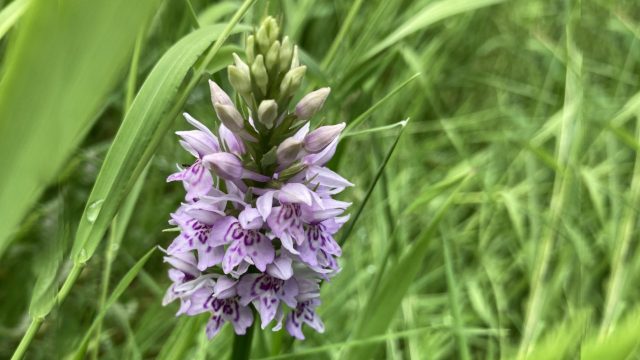 Common Spotted Orchid