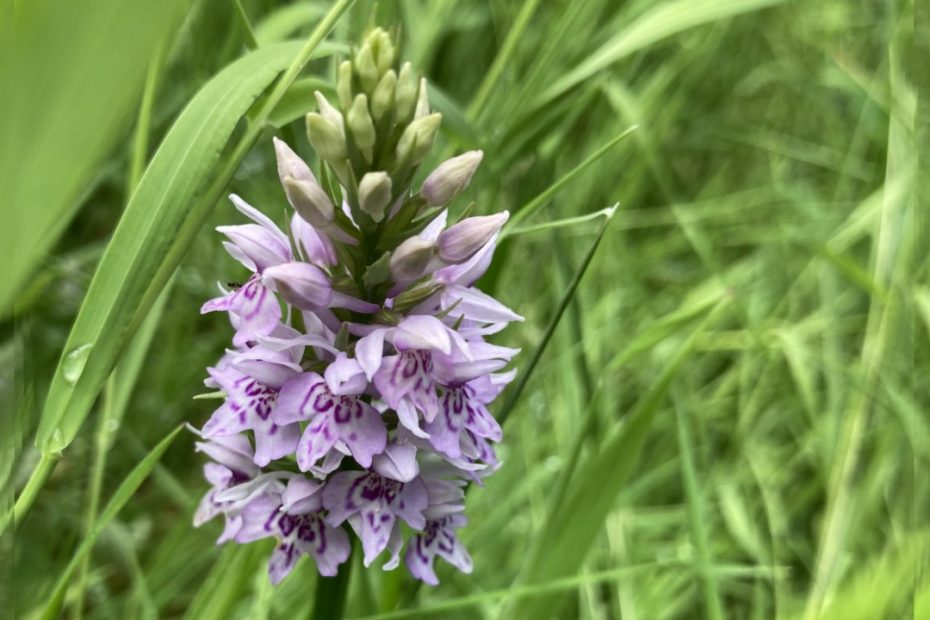 Common Spotted Orchid