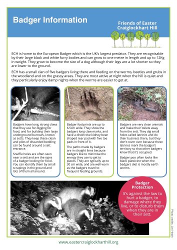 Badger Information Sheet
