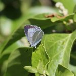 Holly Blue Butterfly