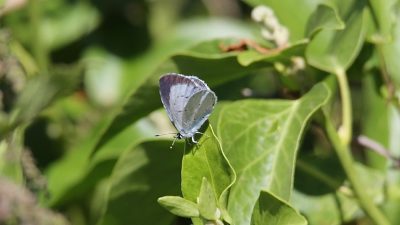 Holly Blue Butterfly