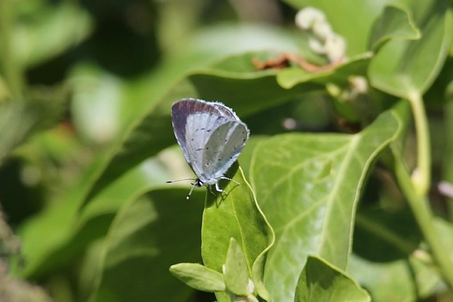 Holly Blue Butterfly