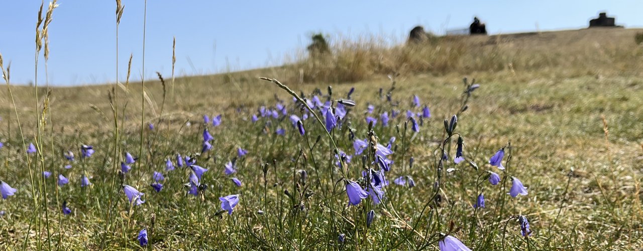 Welcome to Easter Craiglockhart Hill in July
