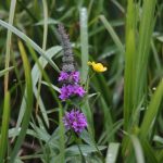 Purple Loosestrife