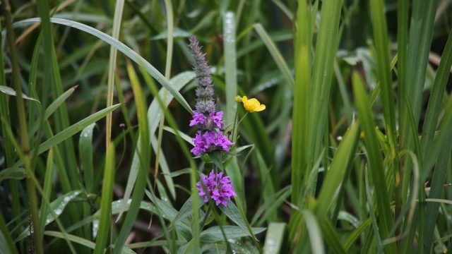 Purple Loosestrife