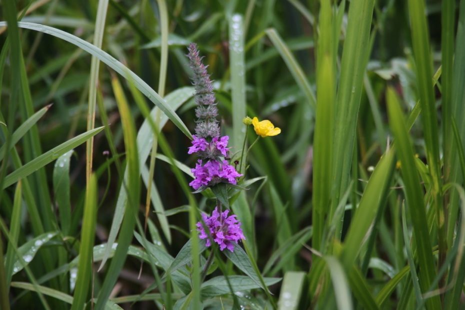 Purple Loosestrife