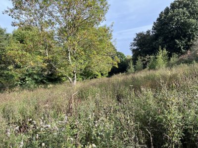 Lower meadow in September